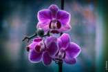 Декоративные орхидеи от Украфлора
