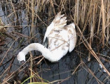 Специалисты выяснили причину массовой гибели лебедей
