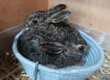 В Одесском зоопарке рассказали, как спасали зайчат, мать которых погибла