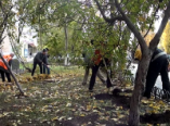 Озеленение Одессы - общая задача горожан и депутатов (видео)