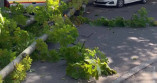 В Одесі сильний вітер повалив дерева