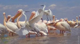«Тузлівські лимани» заполонили пелікани та рожеві фламінго