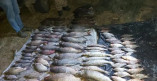 Более 400 килограммов рыбы и раков было изъято у браконьеров в Одесской области