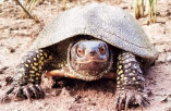 На лиманах Одесской области заметили болотных черепах
