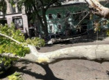 Упавшее дерево остановило работу двух одесских троллейбусов