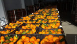 В Украину завезли отравленные мандарины