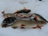 В Украине вступил в силу запрет на вылов рыбы на зимовальных ямах