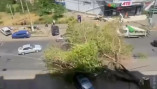 В Одессе дерево упало на проезжую чать 