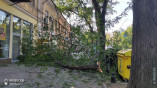 В центре Одессы рухнуло дерево