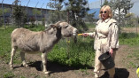 Одеські волонтери рятують тварин із гарячих точок