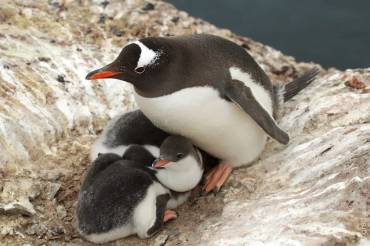 Біля станції «Академік Вернадський» нарахували 750 маленьких пінгвінят