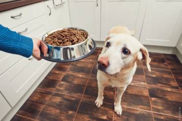 Як вибрати корм для собаки