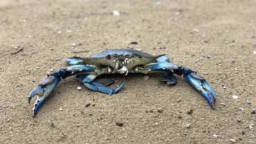 Хижак із Атлантики поширюється в українських водах Чорного моря.