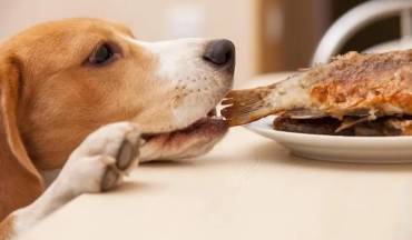 Як організувати збалансоване харчування собак
