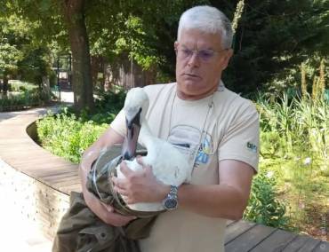 Зоопарк Одессы приютил трех белых лебедей