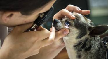 Хвороби очей у собак: симптоматика
