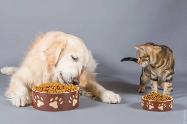 Як вибрати вологий корм для улюбленця: чим собачий відрізняється від котячого