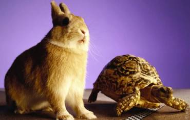 На старті черепаха і заєць: хто буде першим на фініші?