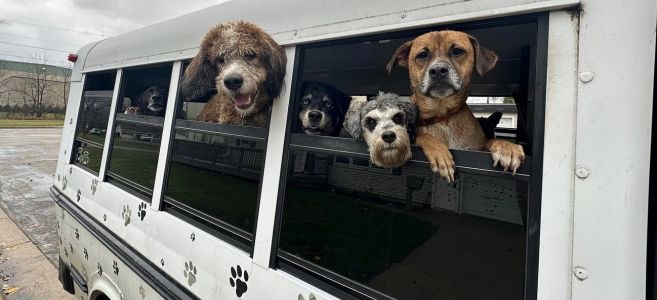 перевозкf животных в автобусах