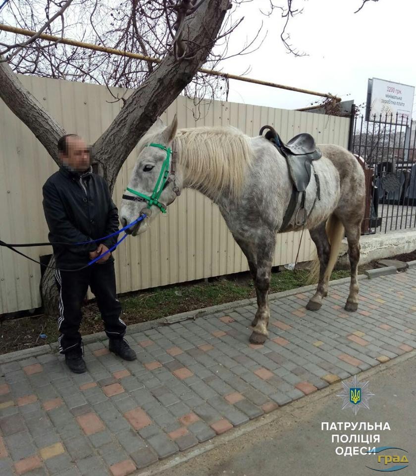 Крадут коней. Ипподром Одесса. Кража лошадей. Украл коня. Как полиция разыскивает краденых коней.