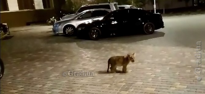 Львенок гулял по ночной Одессе
