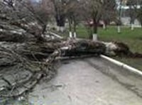 Упало дерево фото-3