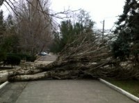 Упало дерево фото-1