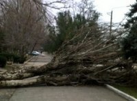 Упало дерево фото-2