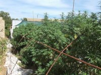 Плантация элитной конопли ФОТО-1