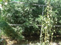 Плантация элитной конопли ФОТО-5