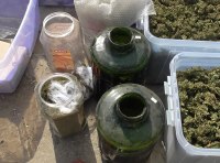 Плантация элитной конопли ФОТО-3