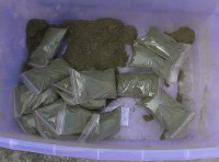 Плантация элитной конопли ФОТО-7