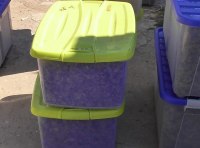 Плантация элитной конопли ФОТО-8