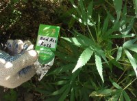 Плантация элитной конопли ФОТО-2