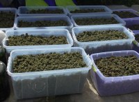 Плантация элитной конопли ФОТО-9