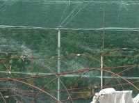 Плантация элитной конопли ФОТО-4