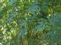 Плантация элитной конопли ФОТО-6