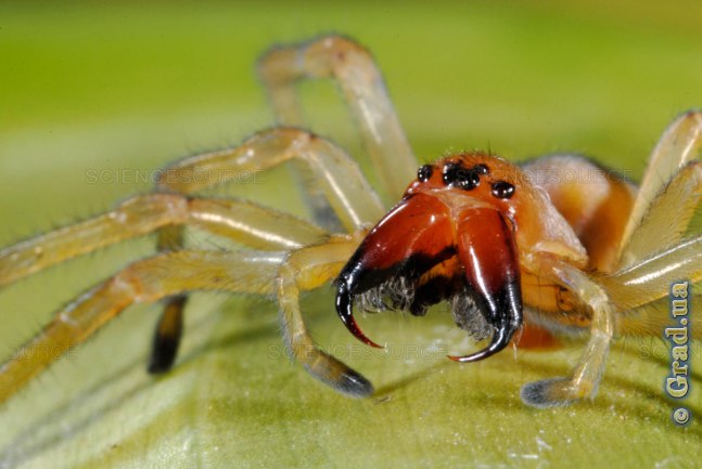 Cheiracanthium punctorium