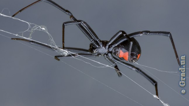Самка паука Черная вдова
