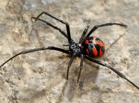 Паук Каракурт