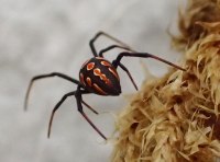 Паук Каракурт