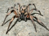 Тарантул