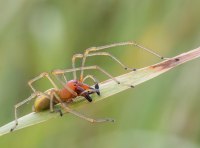 Паук хеиракантиум пункториум - фото 2