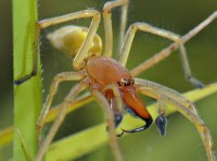 Паук хеиракантиум пункториум - фото 1
