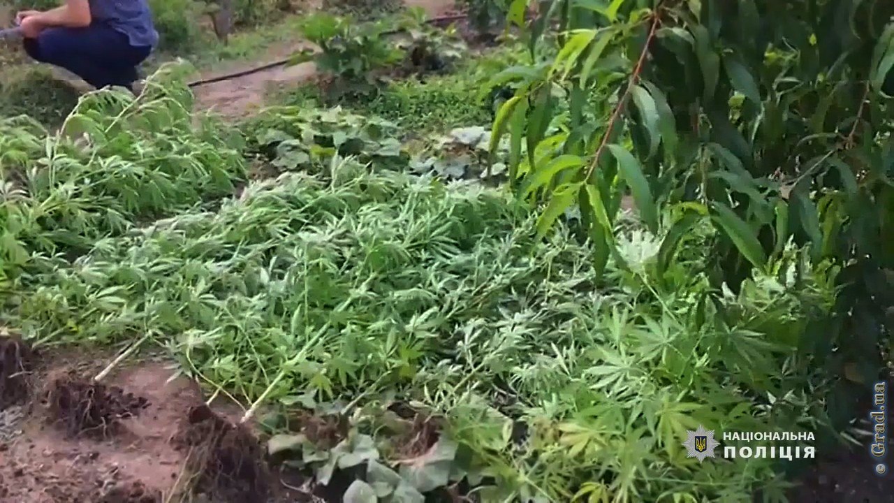 Видео как растить коноплю дома конапля