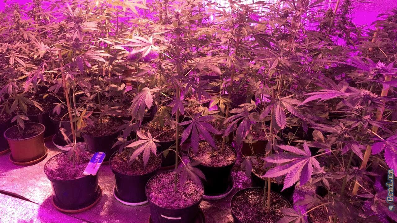Растим марихуану дома условия хранения марихуаны