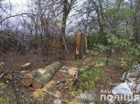 Уголовная ответственность за самовольную вырубку деревьев фото 1