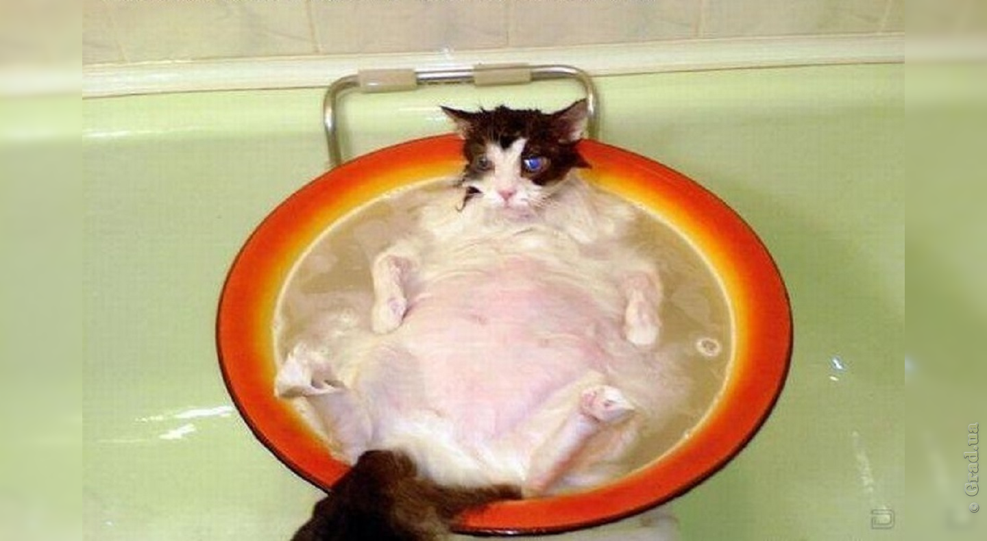 Температура воды для кошек. Кот в тазике. Кот купается в тазике. Кот в тазике с водой. Картина кот в тазике.
