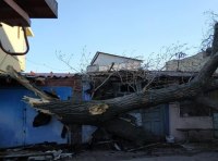 Горзелентрест оперативно ликвидировал упавшее старое дерево