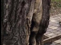 В одесском парке спасают 80-летний дуб подожженный вандалами фото 1